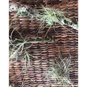 Plants Assorted Tillandsia Air Plant -